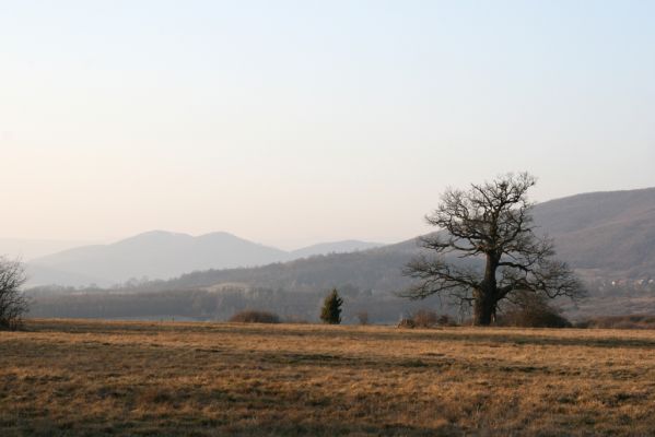 Dobrá Niva, 14.3.2014
Gavurky, starý pastevní les. Centrální část, pohled na sever na Javorie.
Klíčová slova: Dobrá Niva Gavurky