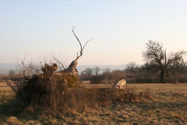 Dobrá Niva, 14.3.2014
Gavurky, starý pastevní les. Centrální část.
Klíčová slova: Dobrá Niva Gavurky Menephilus cylindricus