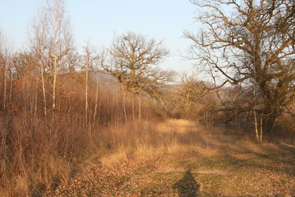 Dobrá Niva, 14.3.2014
Gavurky, starý pastevní les. Centrální část - zarůstající východní svah.
Schlüsselwörter: Dobrá Niva Gavurky