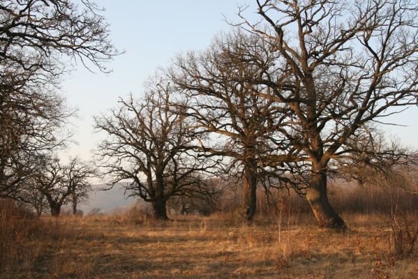 Dobrá Niva, 14.3.2014
Gavurky, starý pastevní les. Centrální část.
Klíčová slova: Dobrá Niva Gavurky