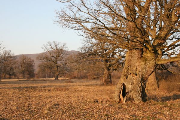 Dobrá Niva, 14.3.2014
Gavurky, starý pastevní les. Centrální část.
Klíčová slova: Dobrá Niva Gavurky