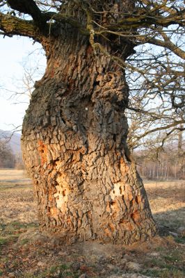 Dobrá Niva, 14.3.2014
Gavurky, starý pastevní les. Centrální část.
Schlüsselwörter: Dobrá Niva Gavurky Cerambyx cerdo