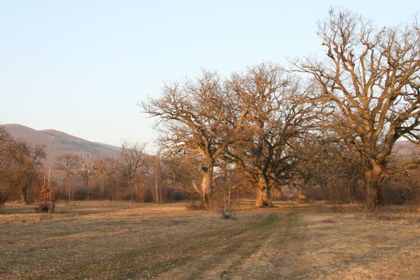 Dobrá Niva, 14.3.2014
Gavurky, starý pastevní les. Severní část.
Klíčová slova: Dobrá Niva Gavurky