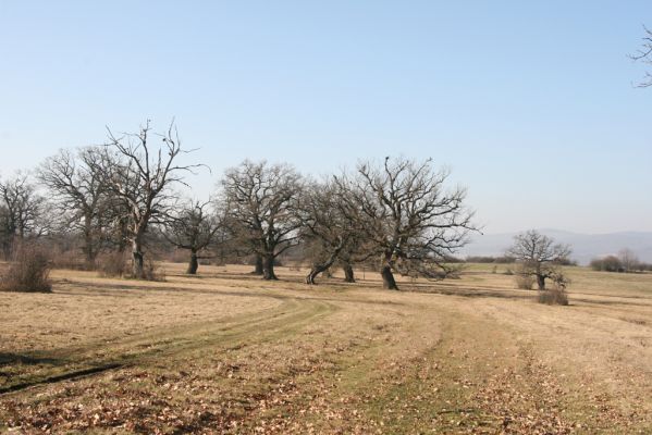 Dobrá Niva, 14.3.2014
Gavurky, starý pastevní les. Centrální část.
Klíčová slova: Dobrá Niva Gavurky