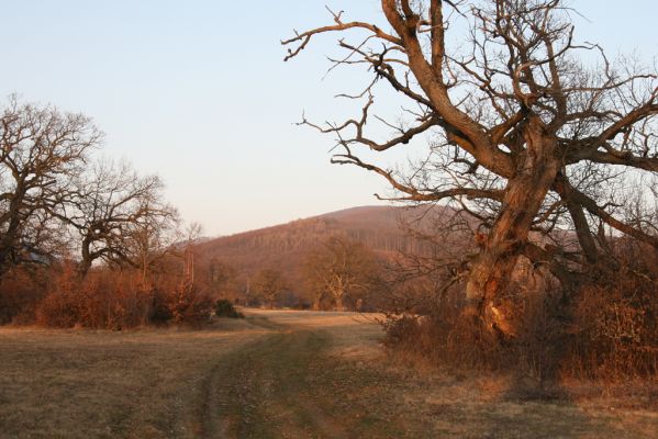 Dobrá Niva, 14.3.2014
Gavurky, starý pastevní les. Severní část, podled na Javorie, Tri vrchy).
Klíčová slova: Dobrá Niva Gavurky