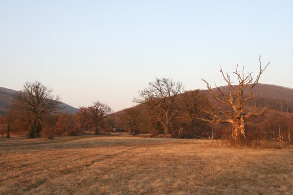 Dobrá Niva, 14.3.2014
Gavurky, starý pastevní les. Severní část, pohled na Javorie.
Klíčová slova: Dobrá Niva Gavurky