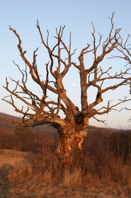 Dobrá Niva, 14.3.2014
Gavurky, starý pastevní les.
Klíčová slova: Dobrá Niva Gavurky