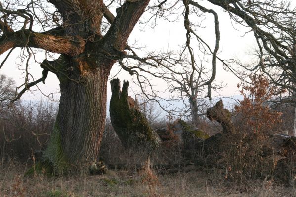 Dobrá Niva, 14.3.2014
Gavurky, starý pastevní les.
Klíčová slova: Dobrá Niva Gavurky Ampedus cardinalis praeustus