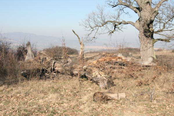 Dobrá Niva, 14.3.2014
Gavurky, starý pastevní les. Centrální část.
Mots-clés: Dobrá Niva Gavurky Ampedus cardinalis praeustus