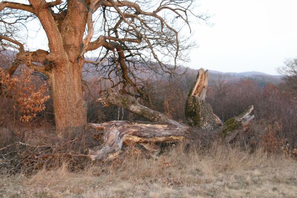 Dobrá Niva, 14.3.2014
Gavurky, starý pastevní les.
Klíčová slova: Dobrá Niva Gavurky Ampedus cardinalis praeustus