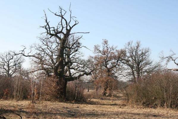 Dobrá Niva, 14.3.2014
Gavurky, starý pastevní les. Centrální část.
Klíčová slova: Dobrá Niva Gavurky