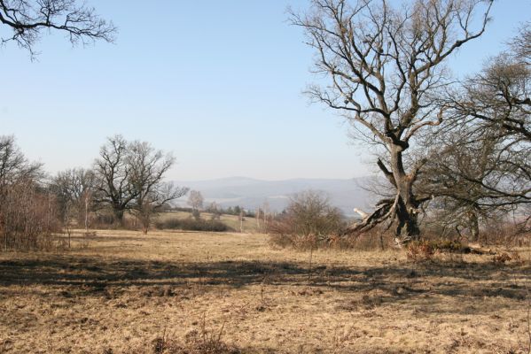 Dobrá Niva, 14.3.2014
Gavurky, starý pastevní les. Centrální část.
Klíčová slova: Dobrá Niva Gavurky