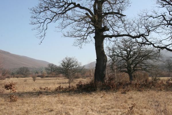 Dobrá Niva, 14.3.2014
Gavurky, starý pastevní les. Centrální část, pohled na Javorie.
Klíčová slova: Dobrá Niva Gavurky