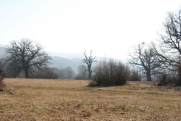 Dobrá Niva, 14.3.2014
Gavurky, starý pastevní les. Centrální část.
Klíčová slova: Dobrá Niva Gavurky
