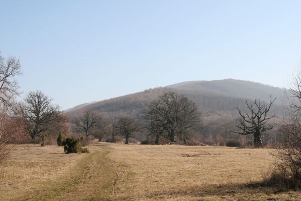 Dobrá Niva, 14.3.2014
Gavurky, starý pastevní les. Centrální část, pohled na Biele bralo (Javorie).
Klíčová slova: Dobrá Niva Gavurky