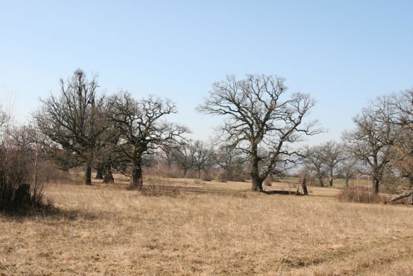 Dobrá Niva, 14.3.2014
Gavurky, starý pastevní les. Centrální část.
Klíčová slova: Dobrá Niva Gavurky