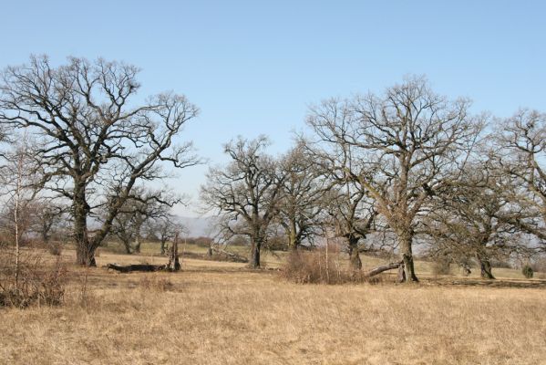 Dobrá Niva, 14.3.2014
Gavurky, starý pastevní les. Centrální část.
Klíčová slova: Dobrá Niva Gavurky
