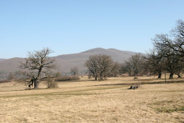 Dobrá Niva, 14.3.2014
Gavurky, starý pastevní les. Centrální část, pohled na Biele bralo (Javorie).
Klíčová slova: Dobrá Niva Gavurky