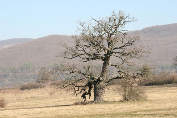 Dobrá Niva, 14.3.2014
Gavurky, starý pastevní les. Centrální část, v pozadí Javorie.
Klíčová slova: Dobrá Niva Gavurky