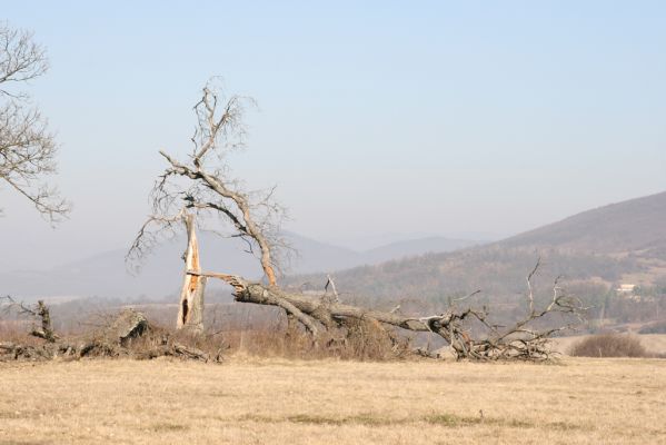 Dobrá Niva, 14.3.2014
Gavurky, starý pastevní les. Centrální část, pohled na sever.
Klíčová slova: Dobrá Niva Gavurky