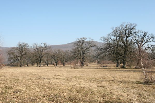 Dobrá Niva, 14.3.2014
Gavurky, starý pastevní les. Centrální část.
Klíčová slova: Dobrá Niva Gavurky