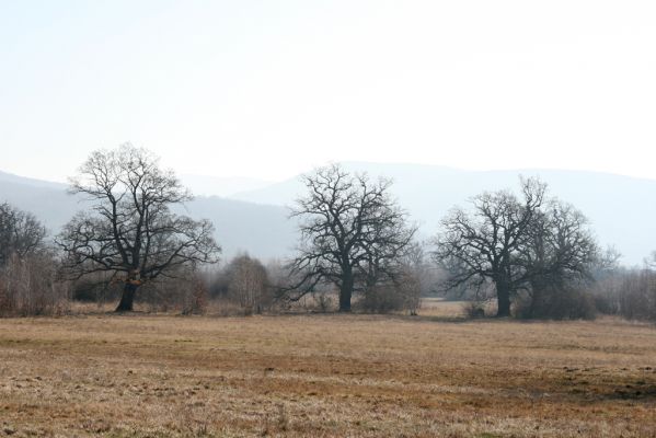 Dobrá Niva, 14.3.2014
Gavurky, starý pastevní les. Centrální část.
Klíčová slova: Dobrá Niva Gavurky