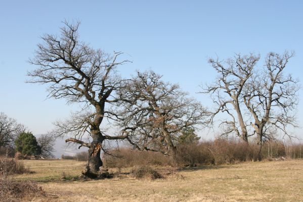 Dobrá Niva, 14.3.2014
Gavurky, starý pastevní les. Centrální část.
Klíčová slova: Dobrá Niva Gavurky