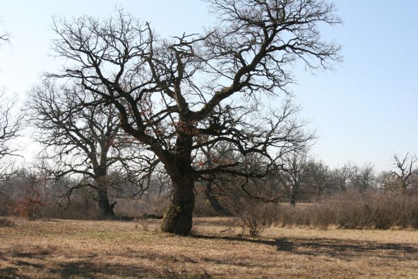 Dobrá Niva, 14.3.2014
Gavurky, starý pastevní les. Centrální část.
Klíčová slova: Dobrá Niva Gavurky
