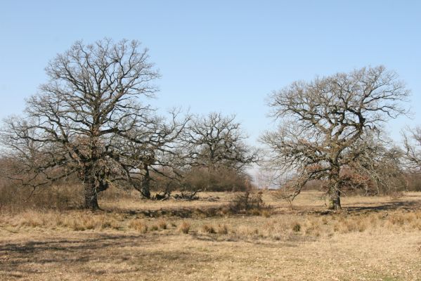 Dobrá Niva, 14.3.2014
Gavurky, starý pastevní les. Centrální část.
Klíčová slova: Dobrá Niva Gavurky