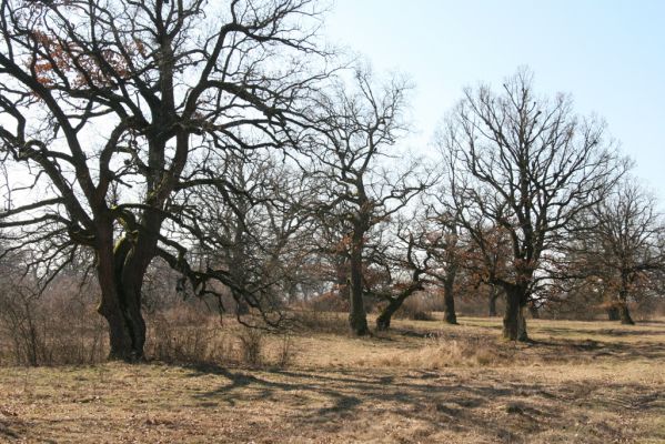 Dobrá Niva, 14.3.2014
Gavurky, starý pastevní les. Centrální část.
Klíčová slova: Dobrá Niva Gavurky