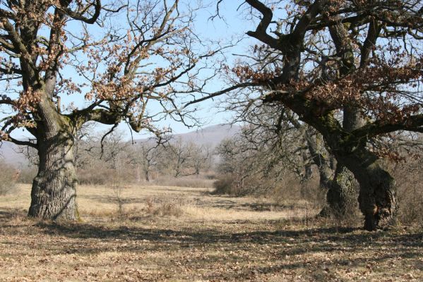 Dobrá Niva, 14.3.2014
Gavurky, starý pastevní les. Centrální část.
Klíčová slova: Dobrá Niva Gavurky
