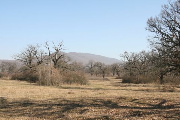 Dobrá Niva, 14.3.2014
Gavurky, starý pastevní les. Centrální část.
Klíčová slova: Dobrá Niva Gavurky