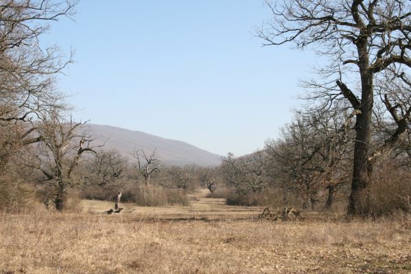 Dobrá Niva, 14.3.2014
Gavurky, starý pastevní les. Jižní část.
Schlüsselwörter: Dobrá Niva Gavurky