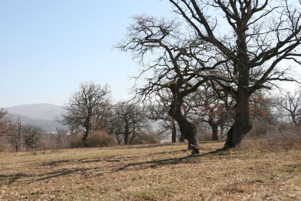 Dobrá Niva, 14.3.2014
Gavurky, starý pastevní les. Jižní část.
Mots-clés: Dobrá Niva Gavurky