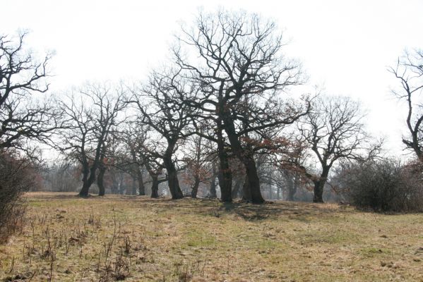 Dobrá Niva, 14.3.2014
Gavurky, starý pastevní les. Jižní část.
Klíčová slova: Dobrá Niva Gavurky Ampedus cardinalis hjorti Brachygonus dubius Lacon querceus