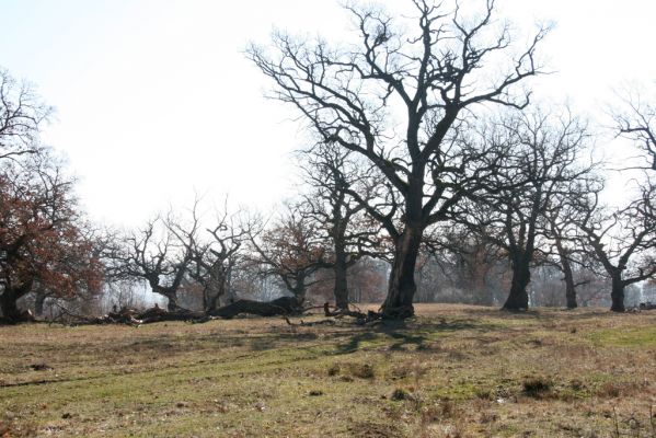 Dobrá Niva, 14.3.2014
Gavurky, starý pastevní les. Jižní část.
Klíčová slova: Dobrá Niva Gavurky Ampedus cardinalis hjorti Brachygonus dubius Lacon querceus