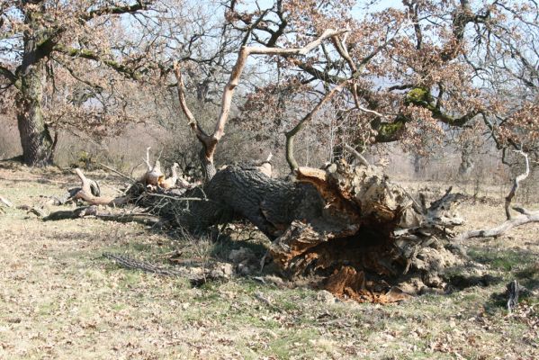 Dobrá Niva, 14.3.2014
Gavurky, starý pastevní les. Jižní část.
Klíčová slova: Dobrá Niva Gavurky Ampedus cardinalis Lacon querceus