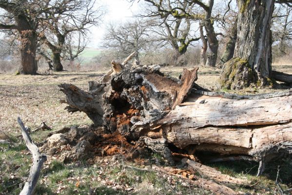 Dobrá Niva, 14.3.2014
Gavurky, starý pastevní les. Jižní část.
Klíčová slova: Dobrá Niva Gavurky Ampedus cardinalis Lacon querceus