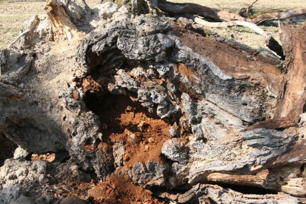 Dobrá Niva, 14.3.2014
Gavurky, starý pastevní les. Jižní část.
Klíčová slova: Dobrá Niva Gavurky Ampedus cardinalis Lacon querceus