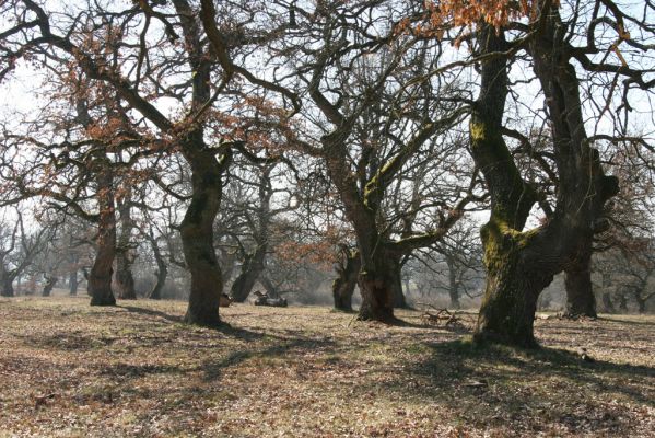 Dobrá Niva, 14.3.2014
Gavurky, starý pastevní les. Jižní část.
Klíčová slova: Dobrá Niva Gavurky Ampedus cardinalis hjorti Brachygonus dubius Lacon querceus