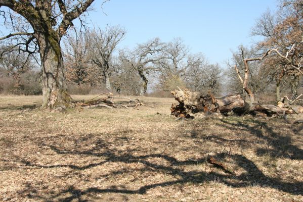 Dobrá Niva, 14.3.2014
Gavurky, starý pastevní les. Jižní část.
Klíčová slova: Dobrá Niva Gavurky Ampedus cardinalis Lacon querceus