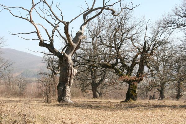 Dobrá Niva, 14.3.2014
Gavurky, starý pastevní les. Jižní část.
Klíčová slova: Dobrá Niva Gavurky