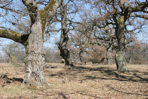 Dobrá Niva, 14.3.2014
Gavurky, starý pastevní les. Jižní část.
Klíčová slova: Dobrá Niva Gavurky Ampedus cardinalis hjorti Brachygonus dubius Lacon querceus