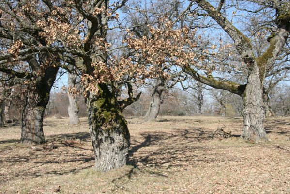 Dobrá Niva, 14.3.2014
Gavurky, starý pastevní les. Jižní část.
Klíčová slova: Dobrá Niva Gavurky Ampedus cardinalis hjorti Brachygonus dubius Lacon querceus