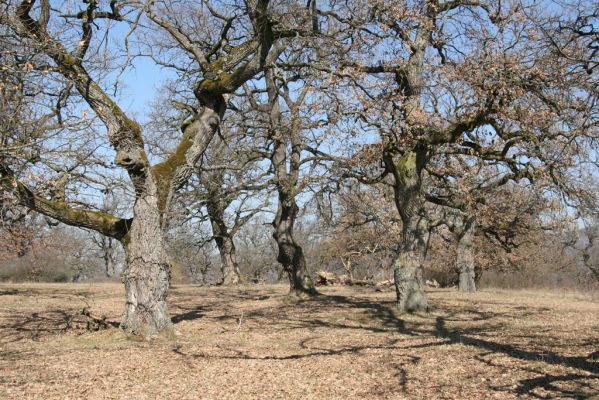 Dobrá Niva, 14.3.2014
Gavurky, starý pastevní les. Jižní část.
Klíčová slova: Dobrá Niva Gavurky Ampedus cardinalis hjorti Brachygonus dubius Lacon querceus