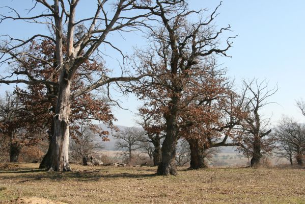 Dobrá Niva, 14.3.2014
Gavurky, starý pastevní les. Jižní část.
Schlüsselwörter: Dobrá Niva Gavurky Ampedus cardinalis hjorti Brachygonus dubius Lacon querceus