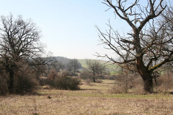 Dobrá Niva, 14.3.2014
Gavurky, starý pastevní les. Jižní část.
Klíčová slova: Dobrá Niva Gavurky