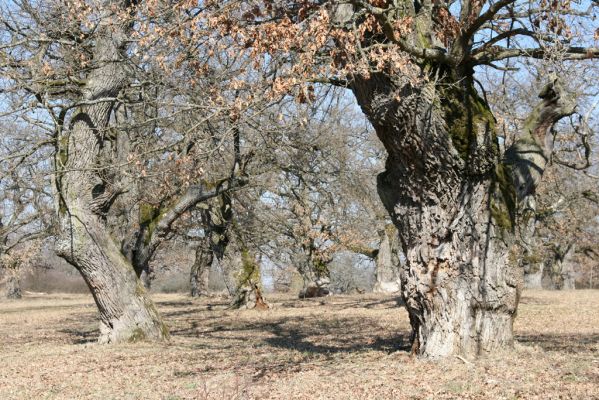 Dobrá Niva, 14.3.2014
Gavurky, starý pastevní les. Jižní část.
Klíčová slova: Dobrá Niva Gavurky Ampedus cardinalis hjorti Brachygonus dubius Lacon querceus