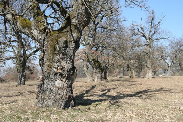 Dobrá Niva, 14.3.2014
Gavurky, starý pastevní les. Jižní část.
Klíčová slova: Dobrá Niva Gavurky