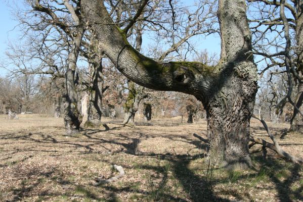 Dobrá Niva, 14.3.2014
Gavurky, starý pastevní les. Jižní část.
Klíčová slova: Dobrá Niva Gavurky Ampedus cardinalis hjorti Brachygonus dubius Lacon querceus